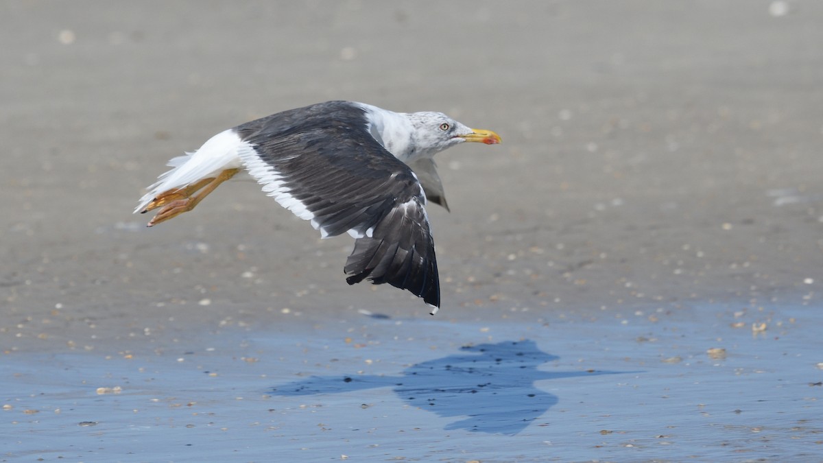 Lesser Black-backed Gull - Shane Carroll