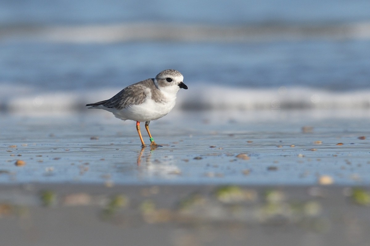 Piping Plover - Shane Carroll