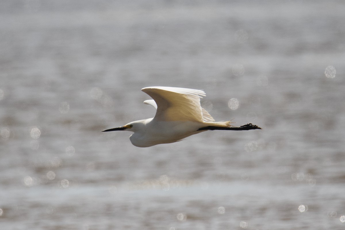 Little Egret - ML494698131