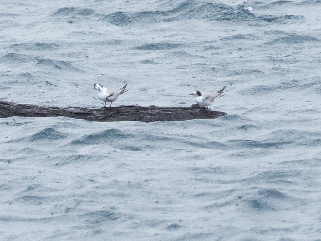 Common Tern - ML494699501