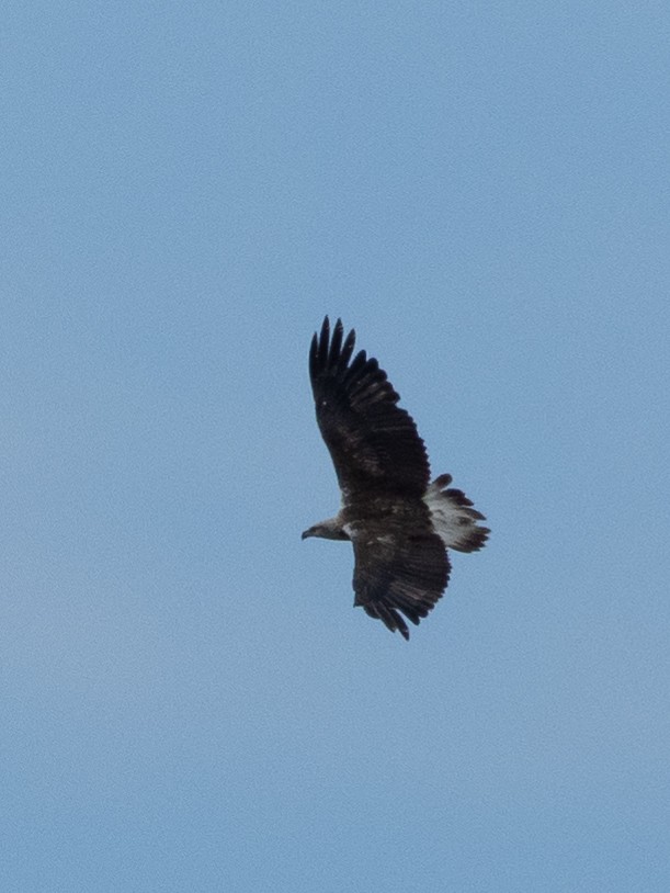 White-bellied Sea-Eagle - ML494699621