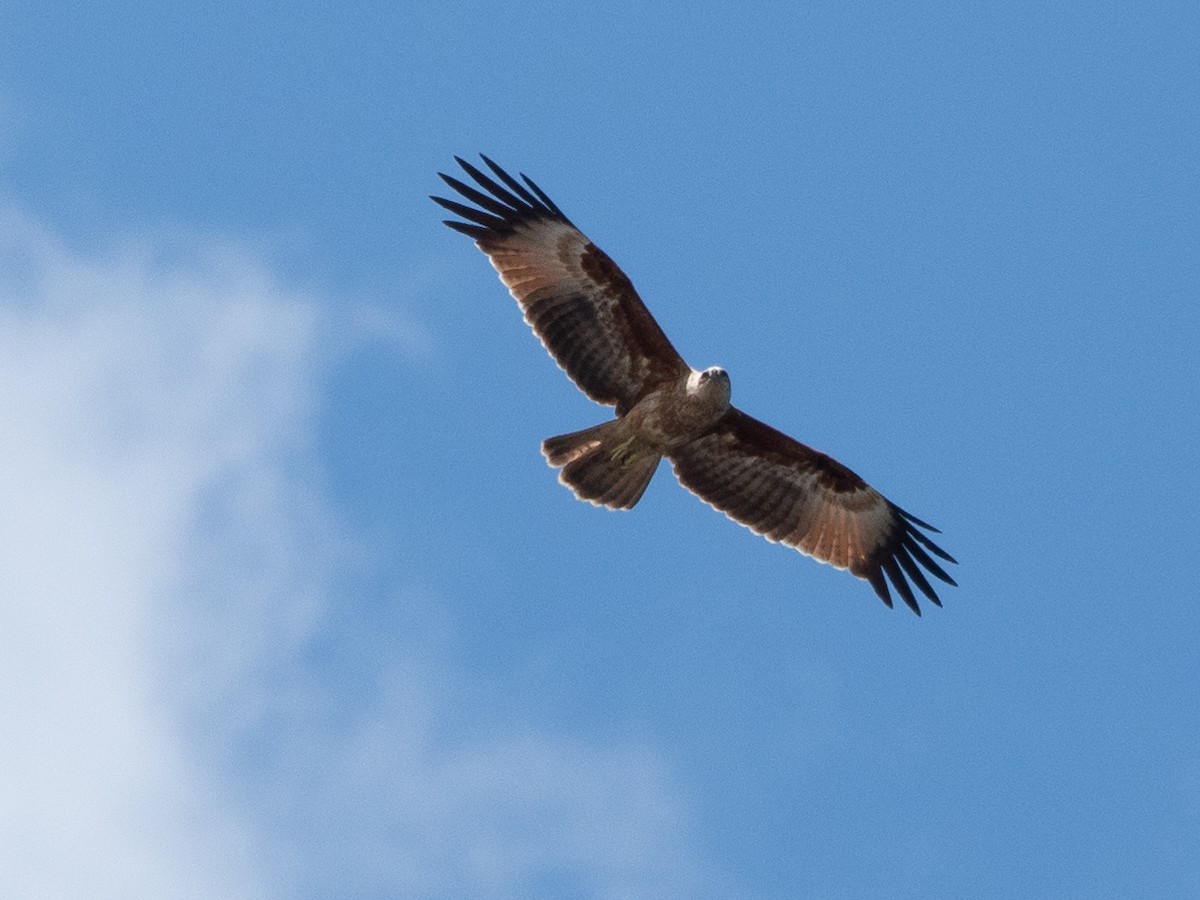 Brahminy Kite - ML494699681