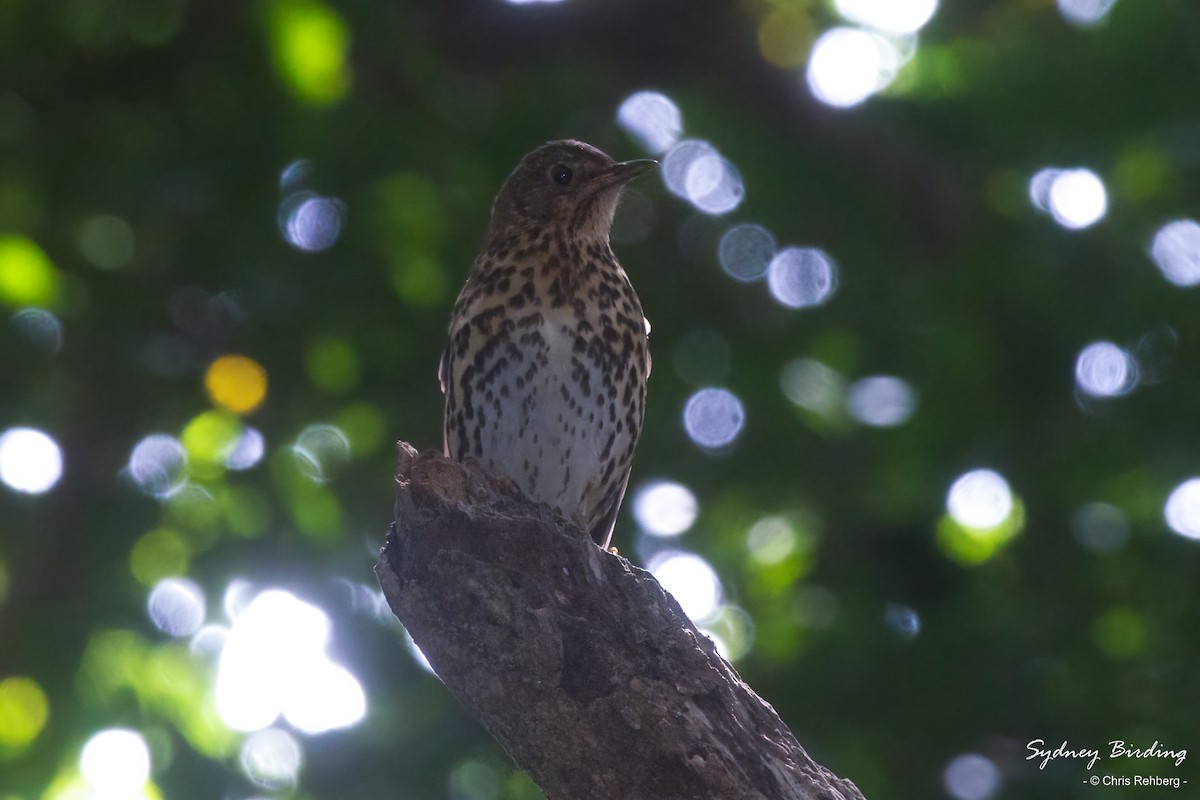 Song Thrush - ML494700511