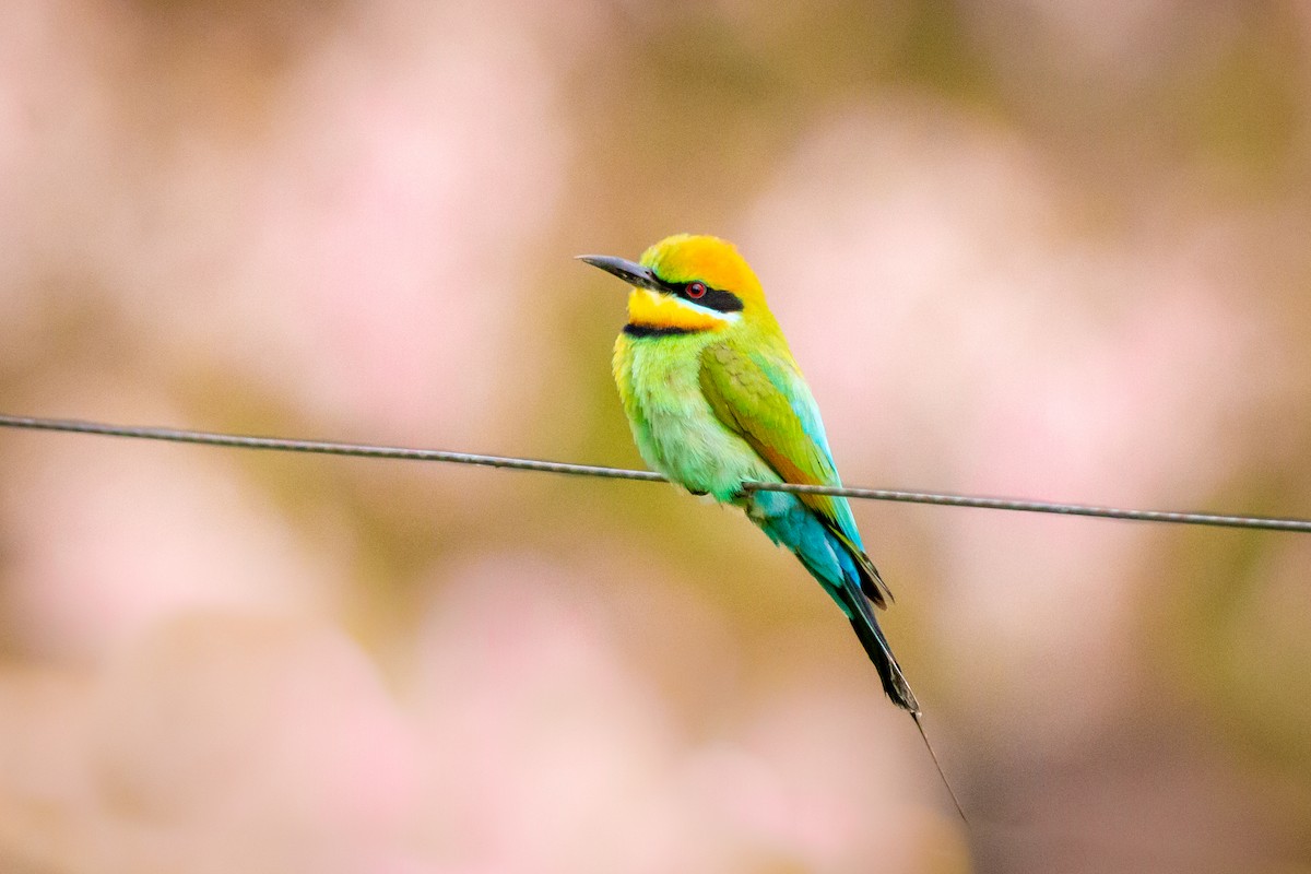 Rainbow Bee-eater - ML494701151