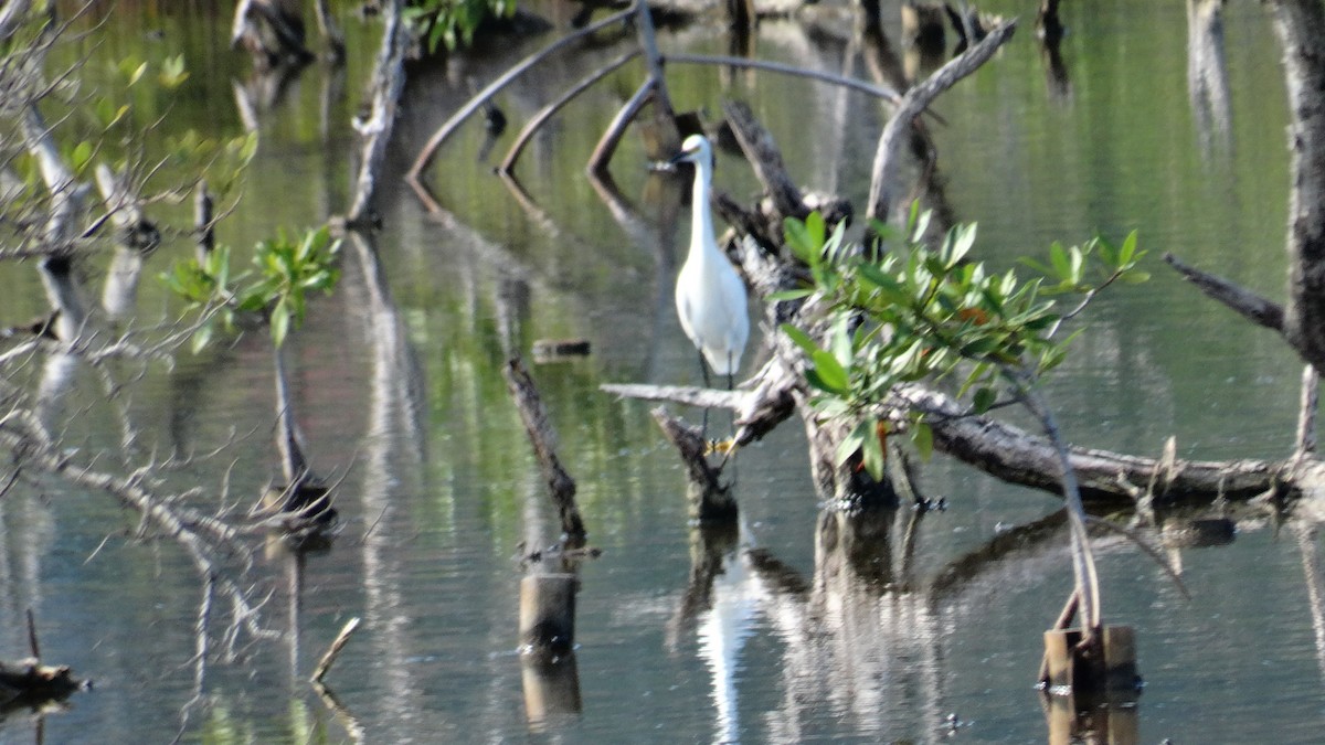 Snowy Egret - ML494701631