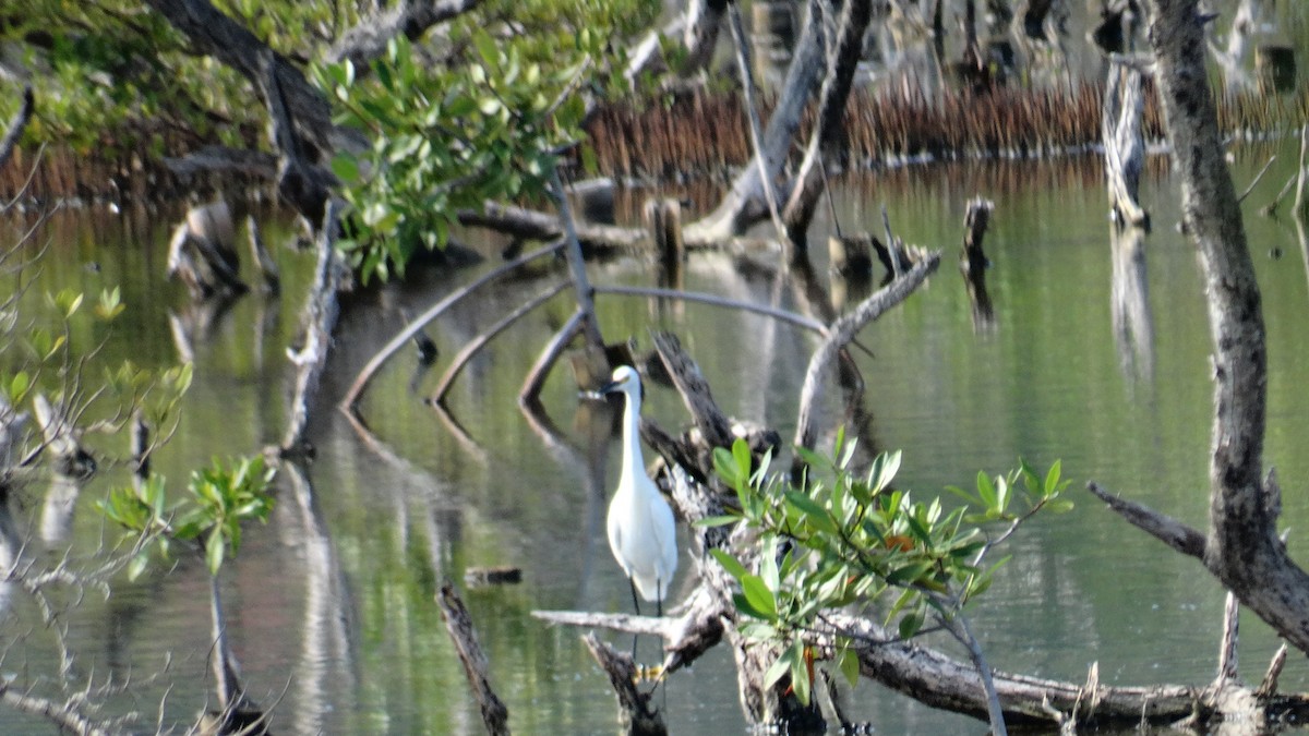 Snowy Egret - ML494701641