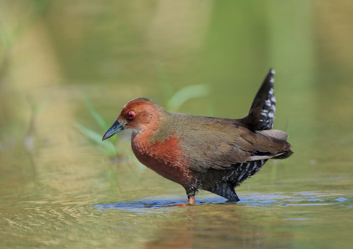 Ruddy-breasted Crake - Arnab Pal