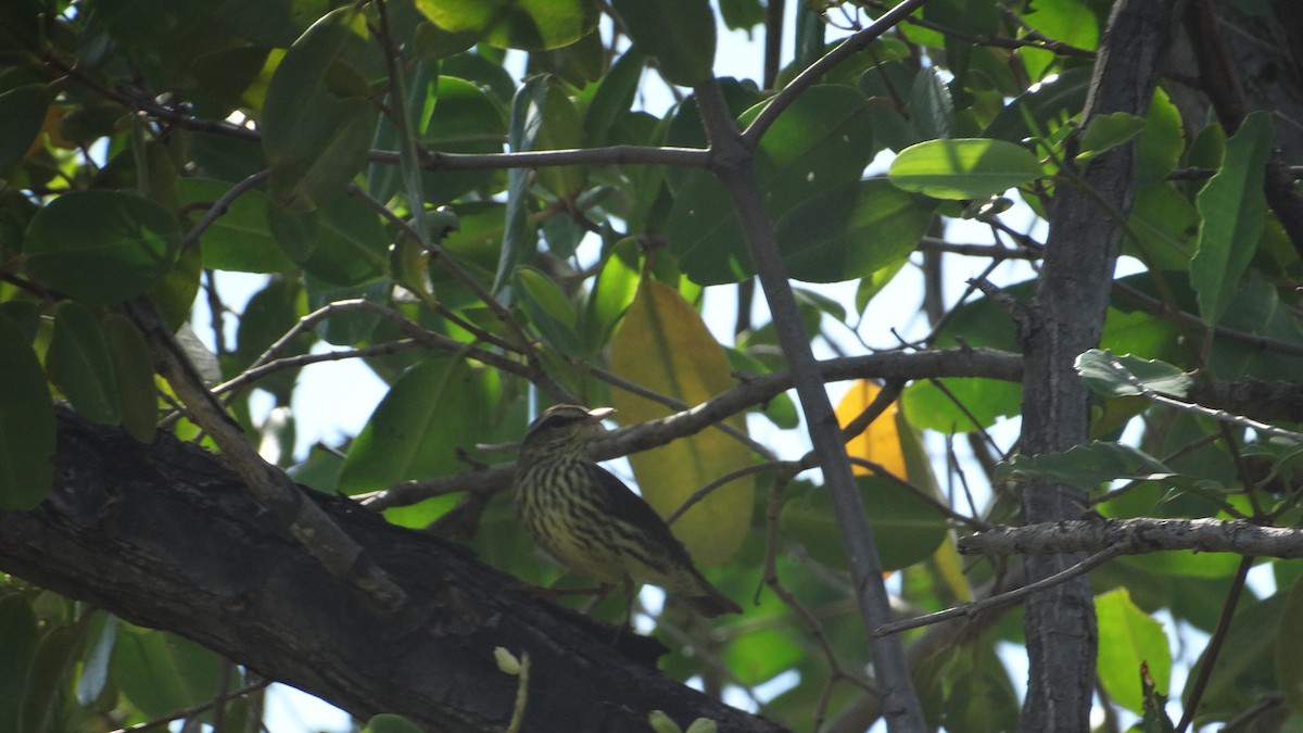 Northern Waterthrush - ML494702001