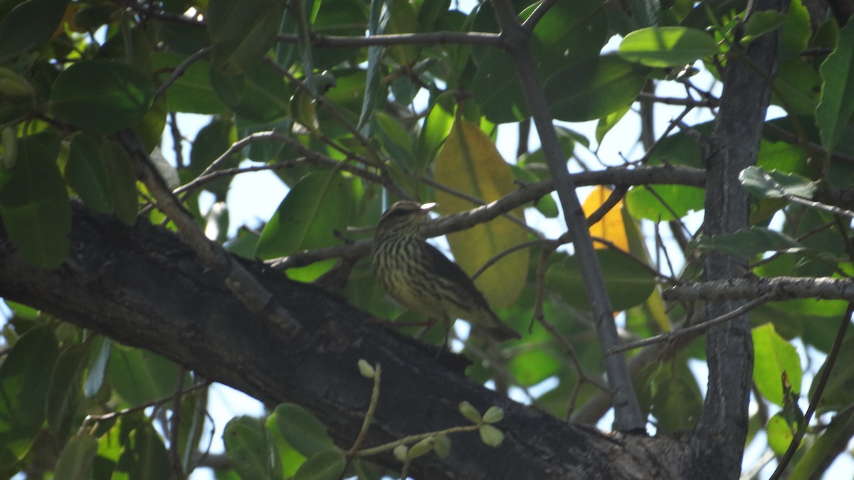 Northern Waterthrush - ML494702011