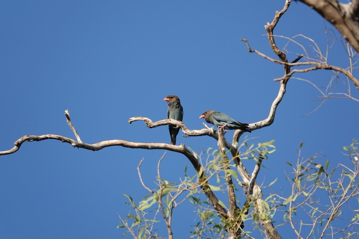 Dollarbird - ML494702111