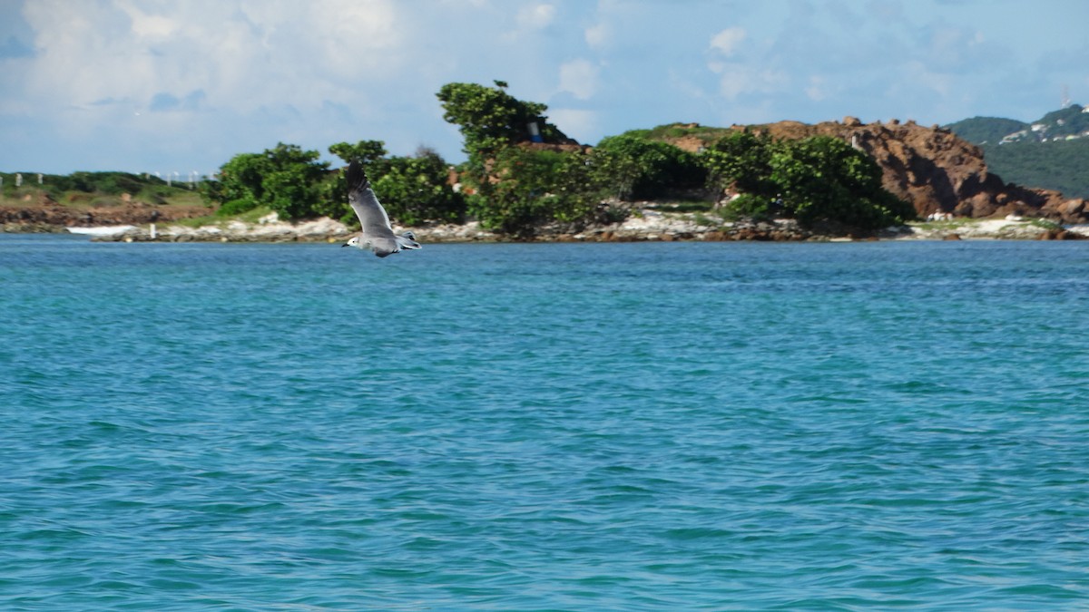 Gaviota Guanaguanare - ML494702221