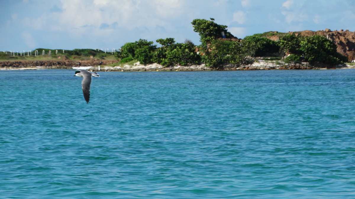 Mouette atricille - ML494702231