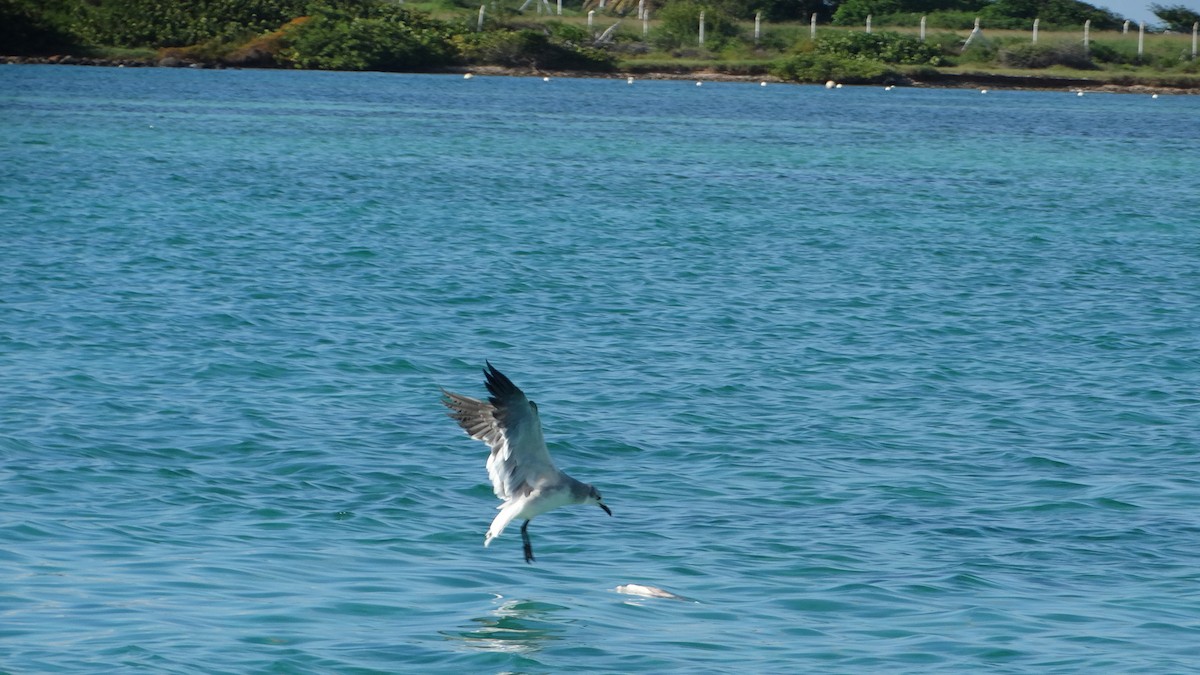 Mouette atricille - ML494702241