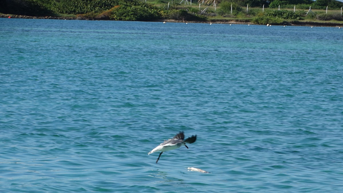 Mouette atricille - ML494702251