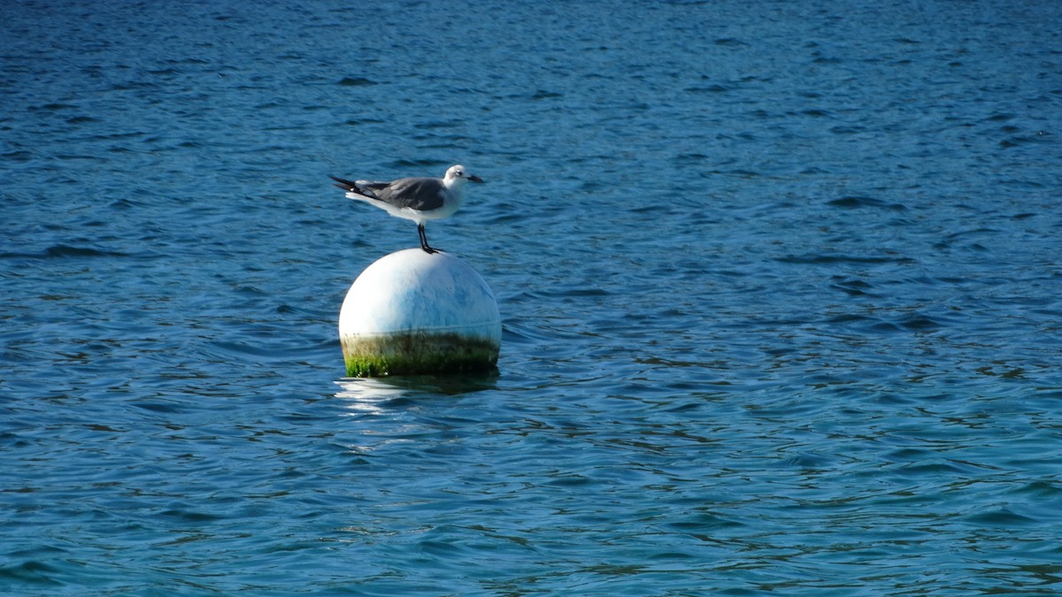 Mouette atricille - ML494702261