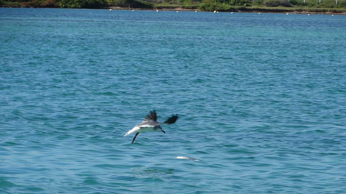 Mouette atricille - ML494702271