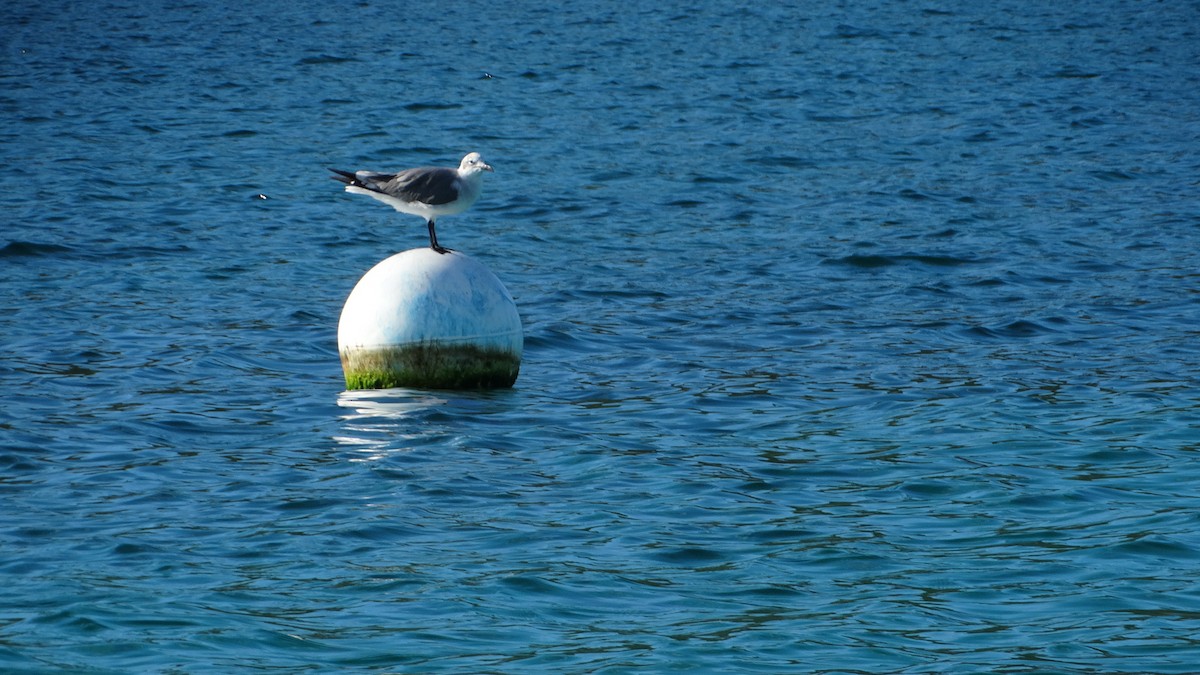 Mouette atricille - ML494702281