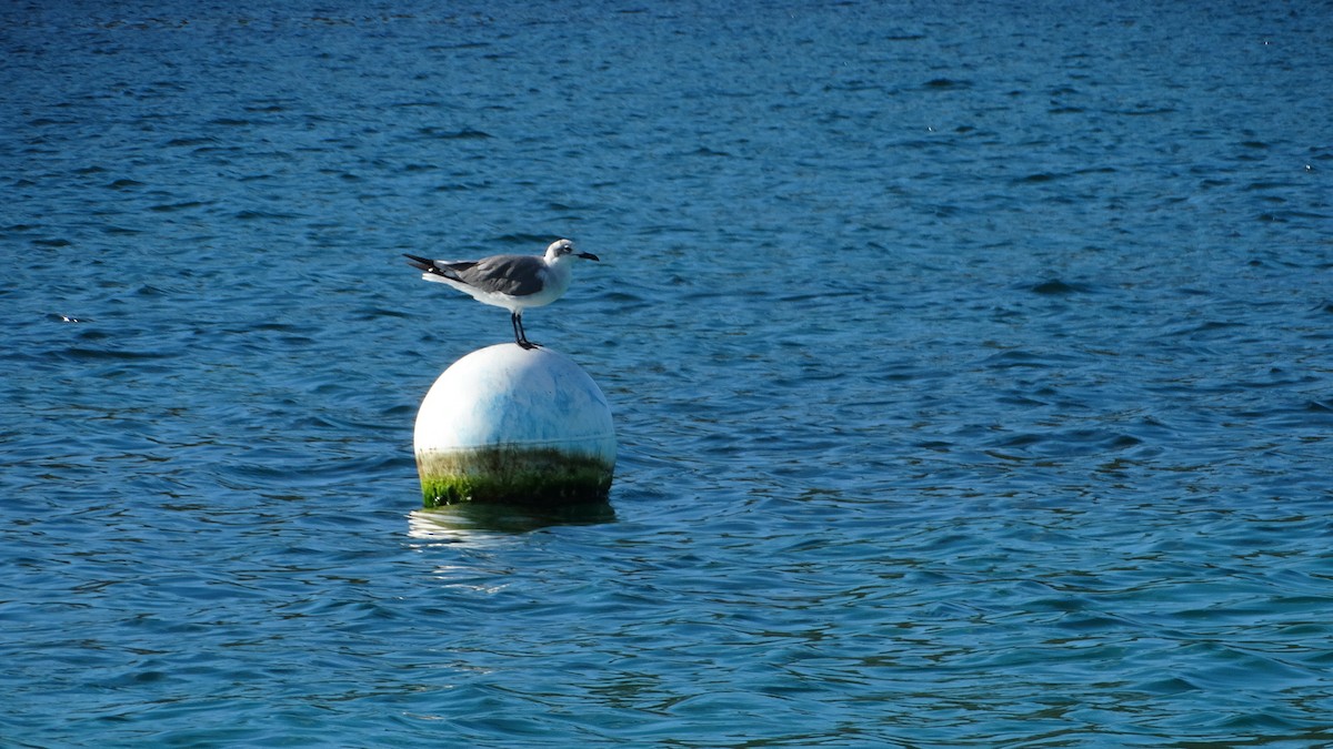 Mouette atricille - ML494702291