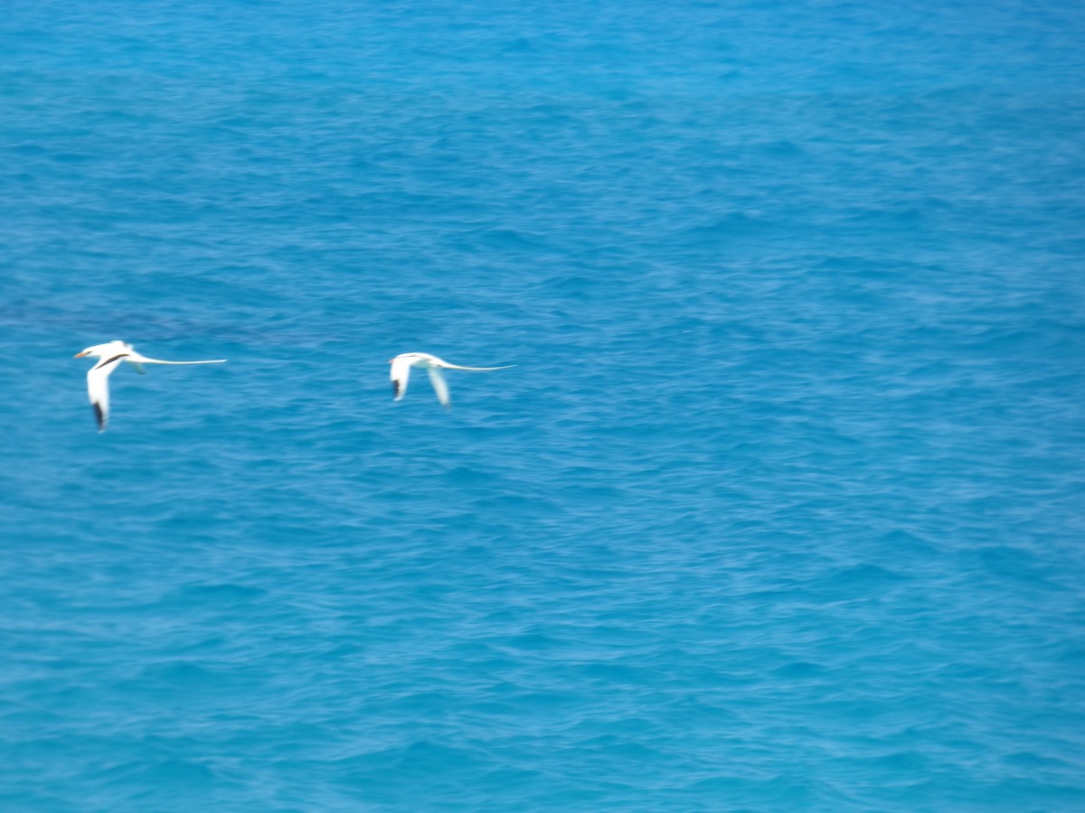 White-tailed Tropicbird - ML49470301