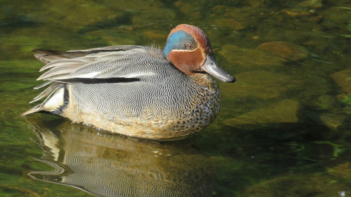 Green-winged Teal - Erkki Lehtovirta