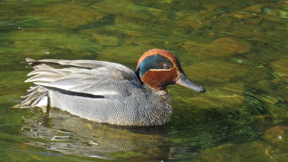 Green-winged Teal - Erkki Lehtovirta