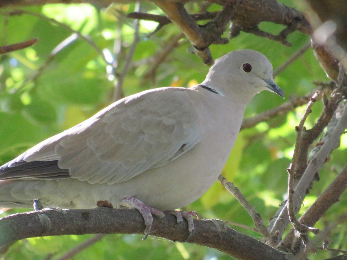 Eurasian Collared-Dove - ML494704241