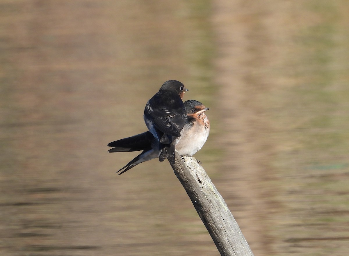 Welcome Swallow - ML494705281