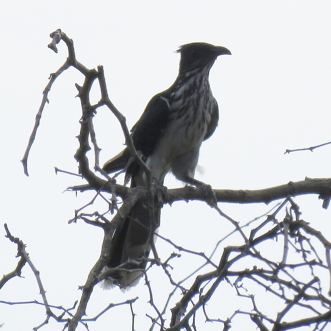 Levaillant's Cuckoo - ML49470781