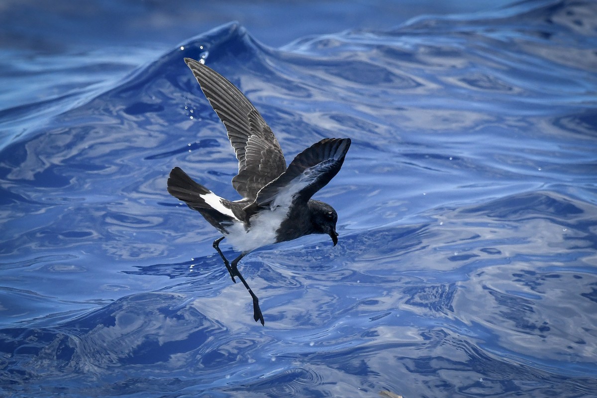 Black-bellied Storm-Petrel - ML494708921