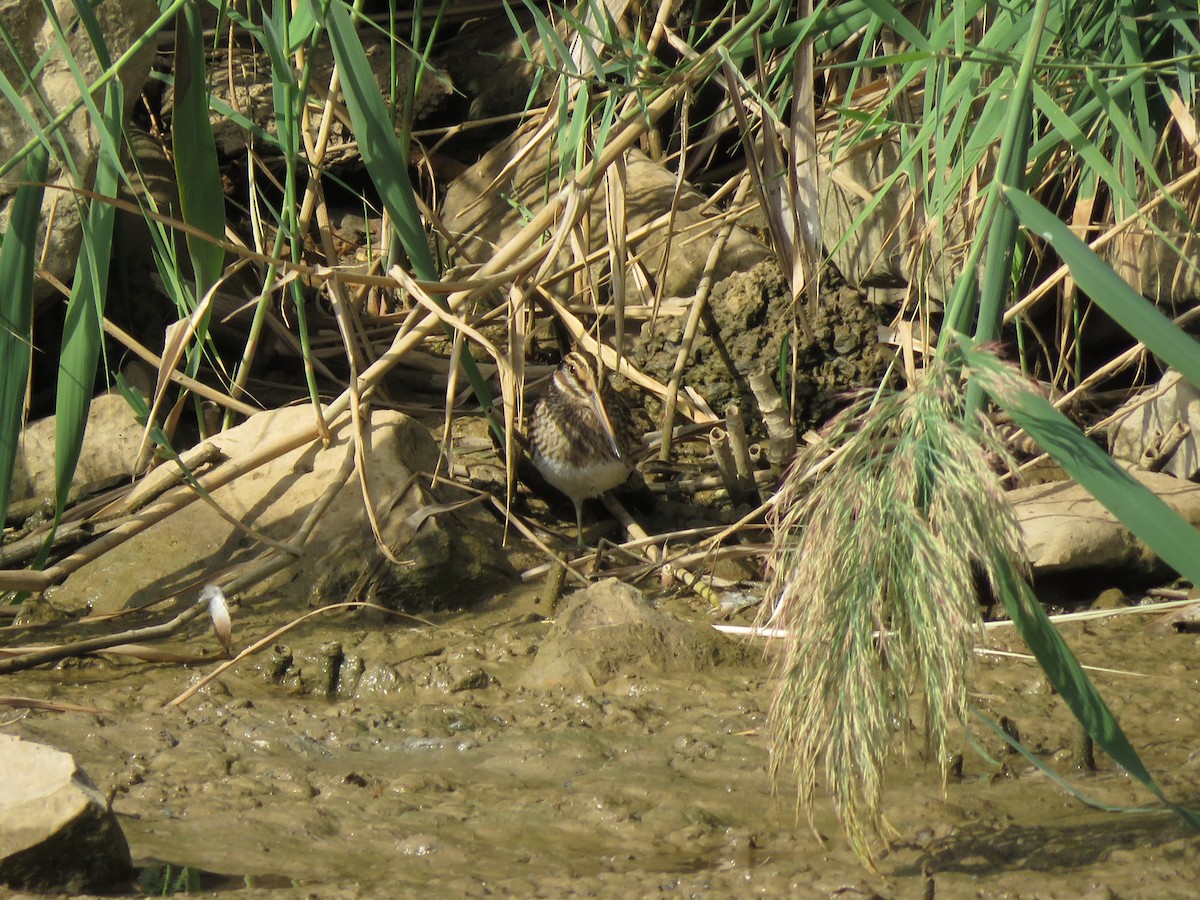 Jack Snipe - ML494709061