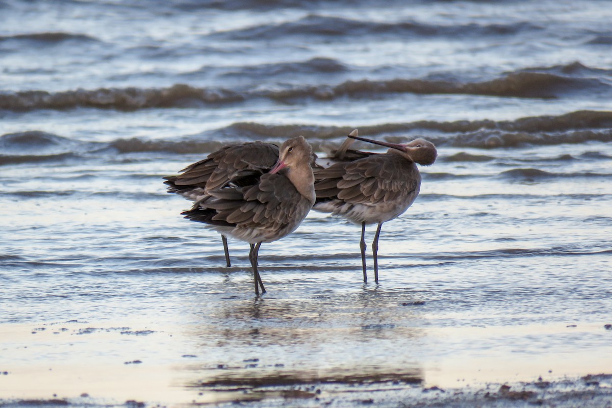 Black-tailed Godwit - Helberth Peixoto