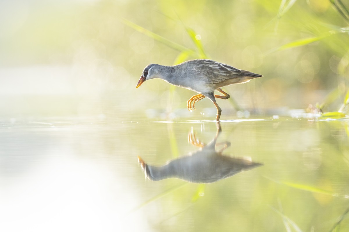White-browed Crake - ML494711051