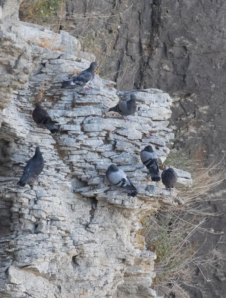 Rock Pigeon (Feral Pigeon) - ML494711161