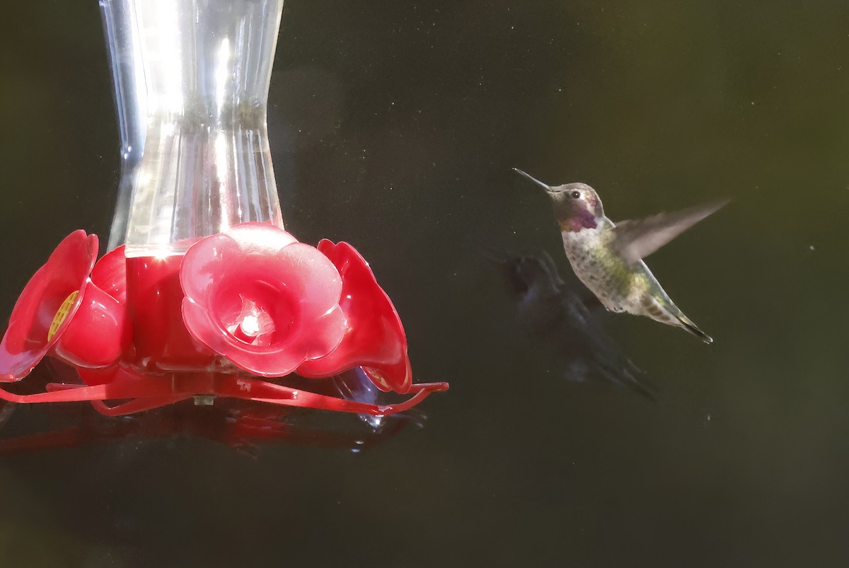 Anna's Hummingbird - ML494711241