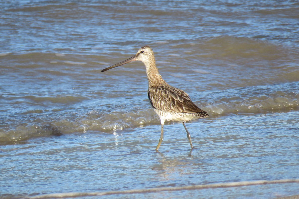 Asian Dowitcher - ML494711881