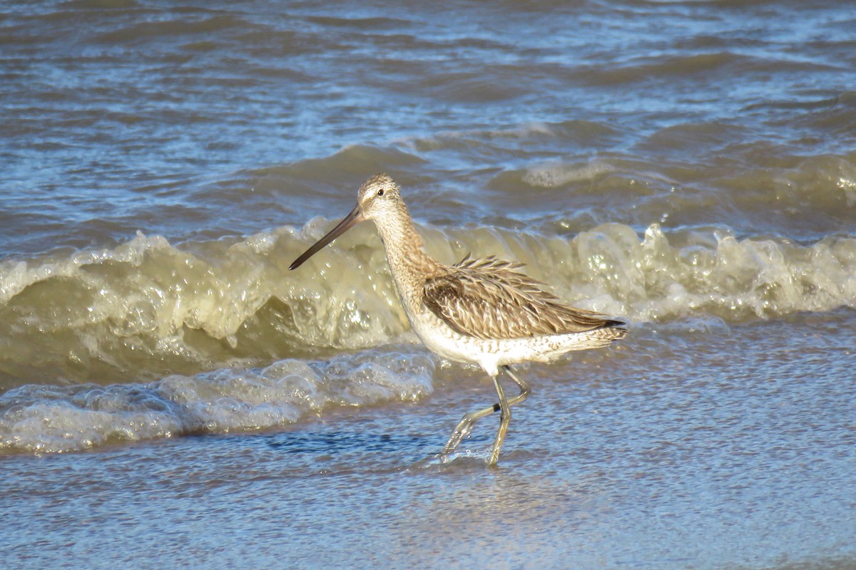 Asian Dowitcher - Helberth Peixoto