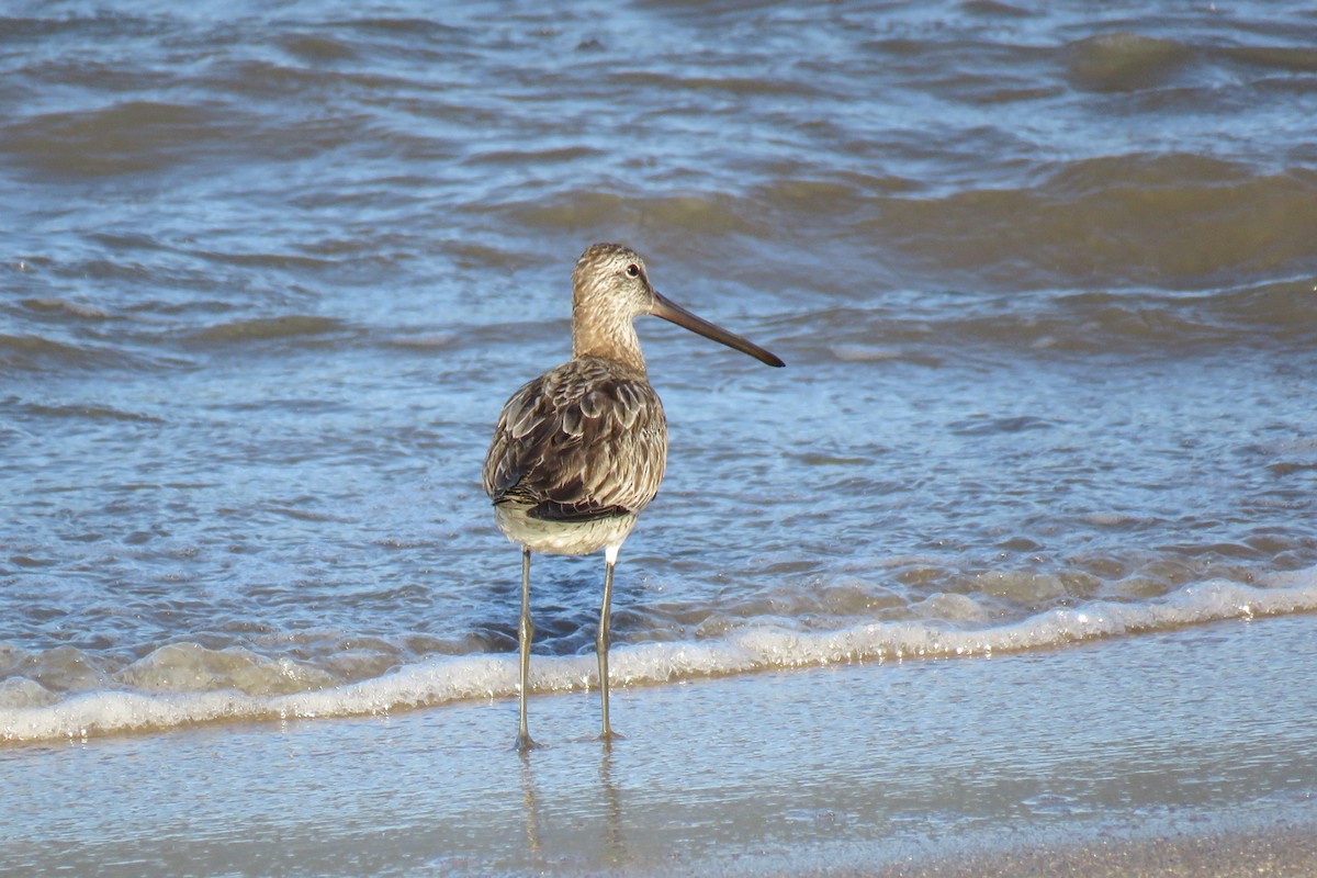 Asian Dowitcher - ML494711901