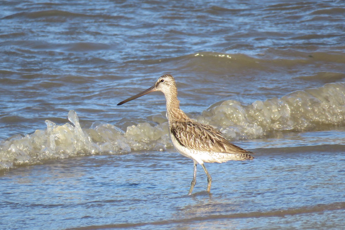 Asian Dowitcher - ML494711911