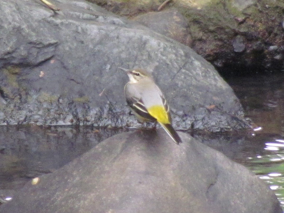 Gray Wagtail - ML494711991