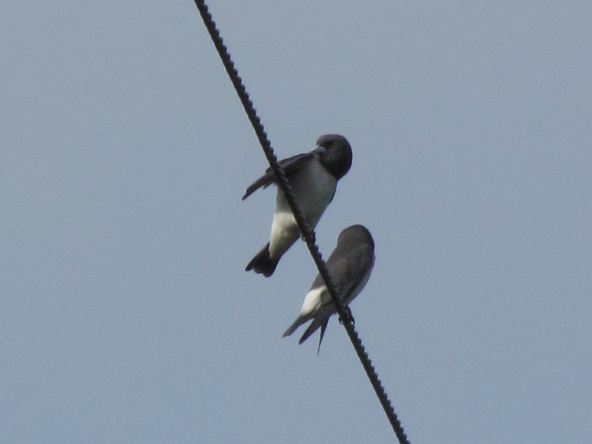 White-breasted Woodswallow - ML494712081