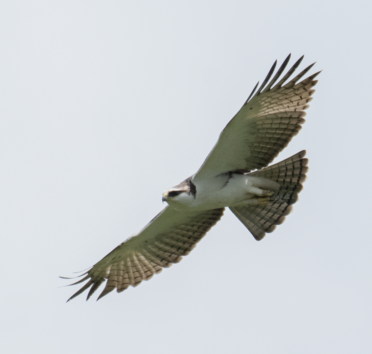 Rufous-bellied Eagle - Anandhu M