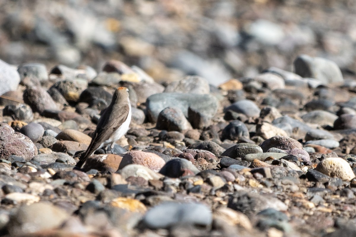 Rufous-naped Ground-Tyrant - Jorge Ugalde