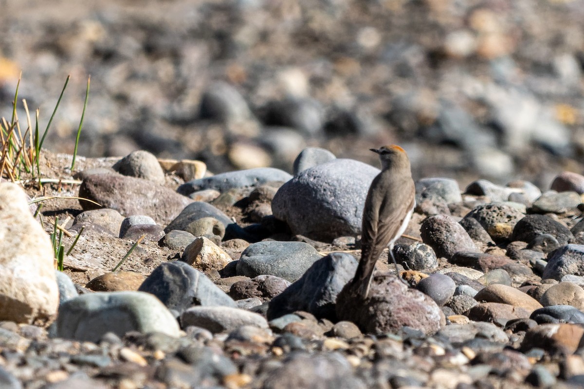 Rufous-naped Ground-Tyrant - Jorge Ugalde