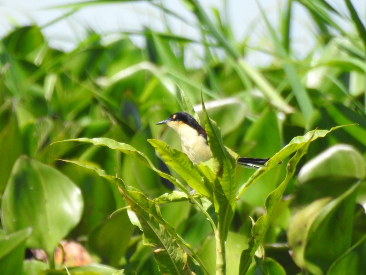 Black-capped Donacobius - ML494716391