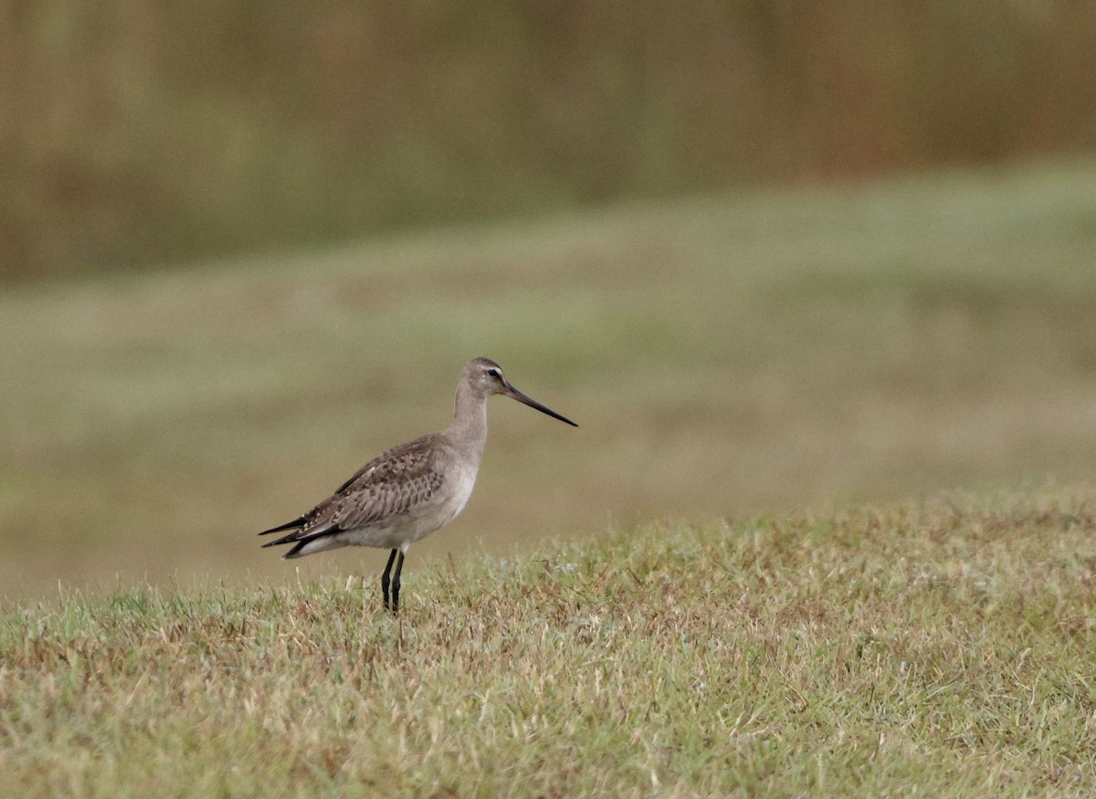 Hudsonian Godwit - ML494718091