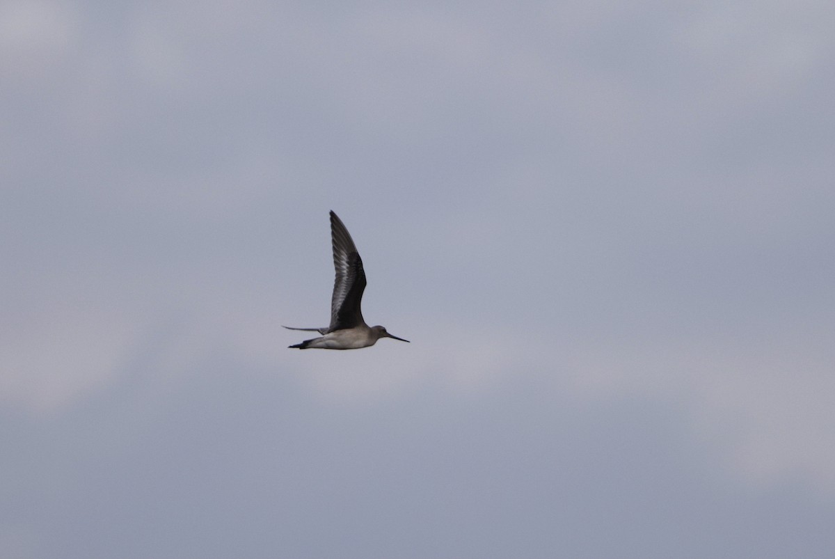 Hudsonian Godwit - ML494718101