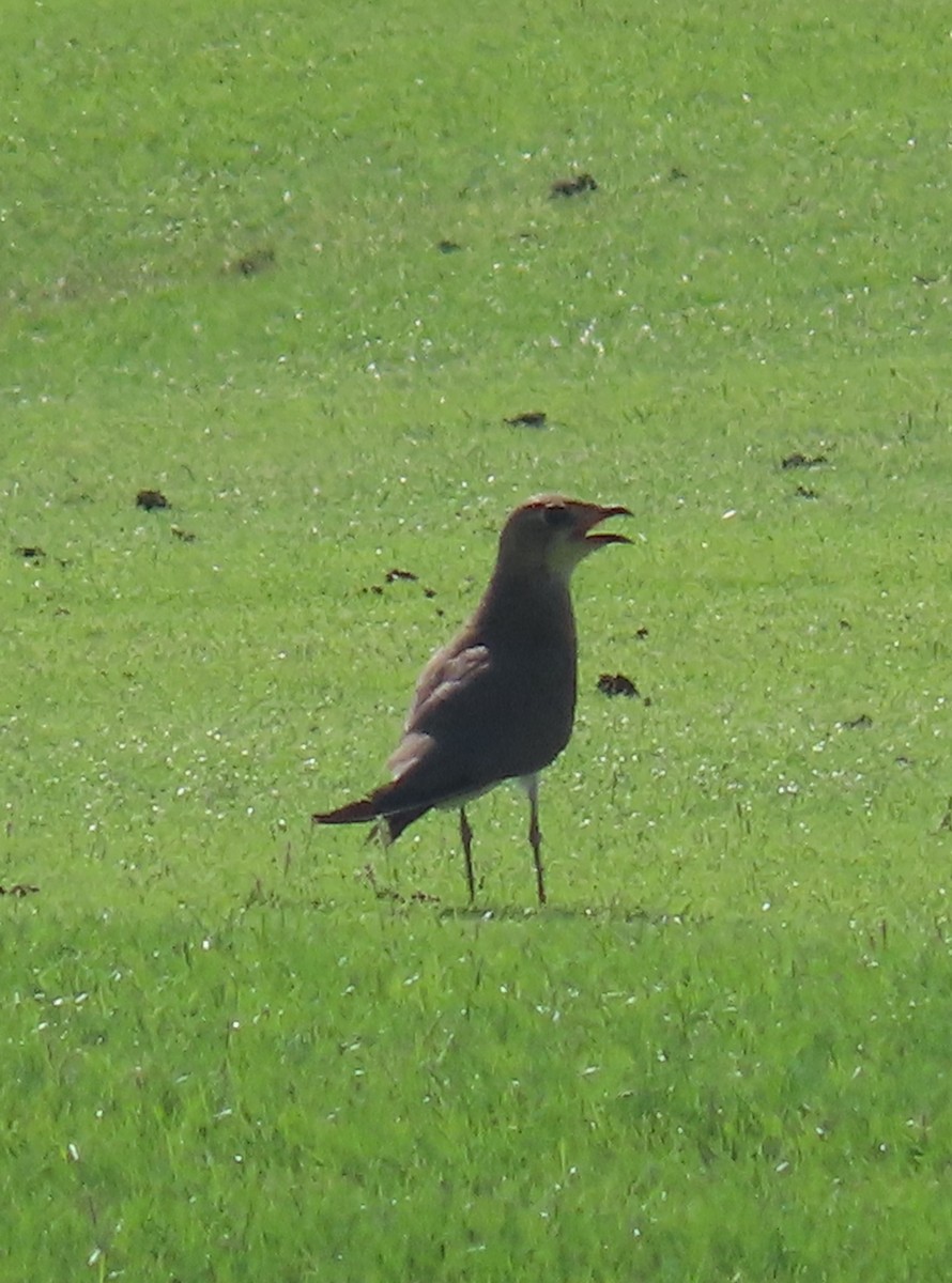 Black-winged Pratincole - ML494718271