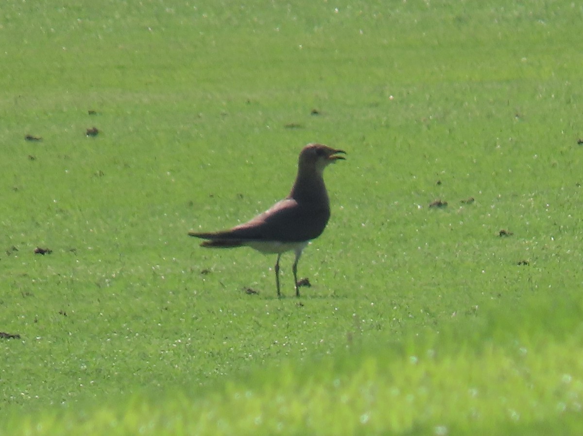 Black-winged Pratincole - ML494718281