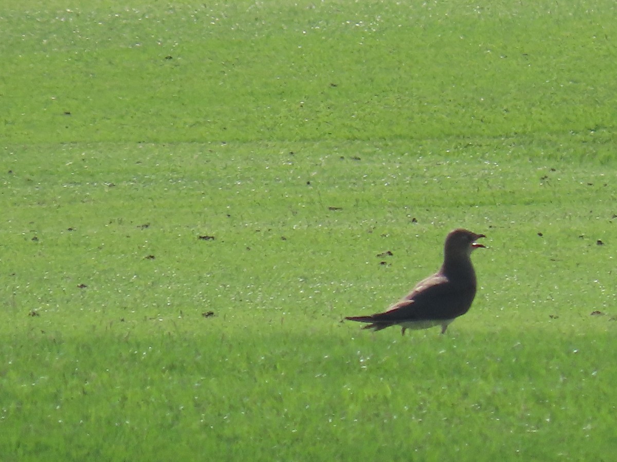 Black-winged Pratincole - ML494718291