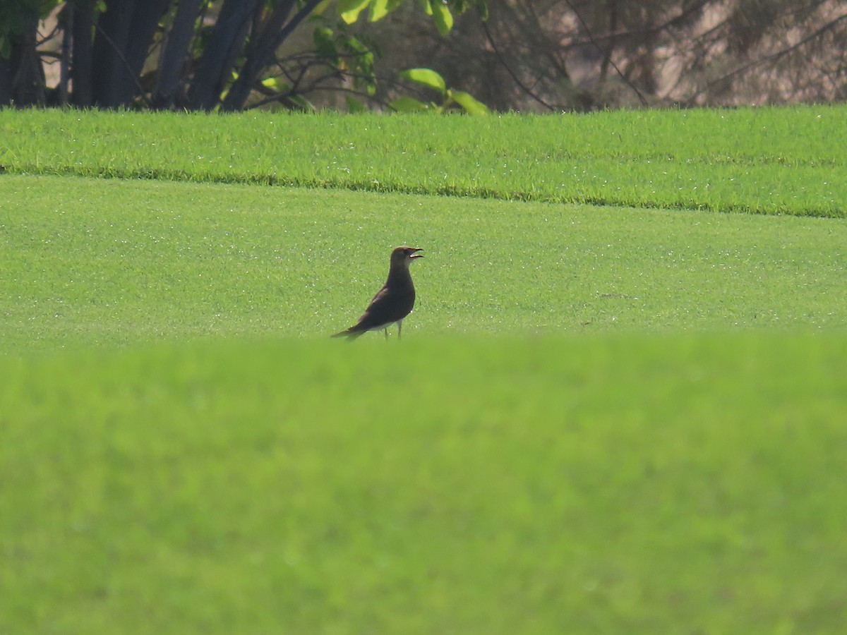 Black-winged Pratincole - Ute Langner